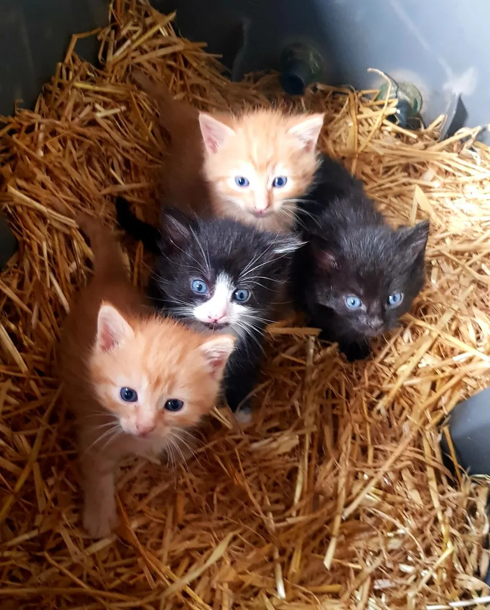 Cats