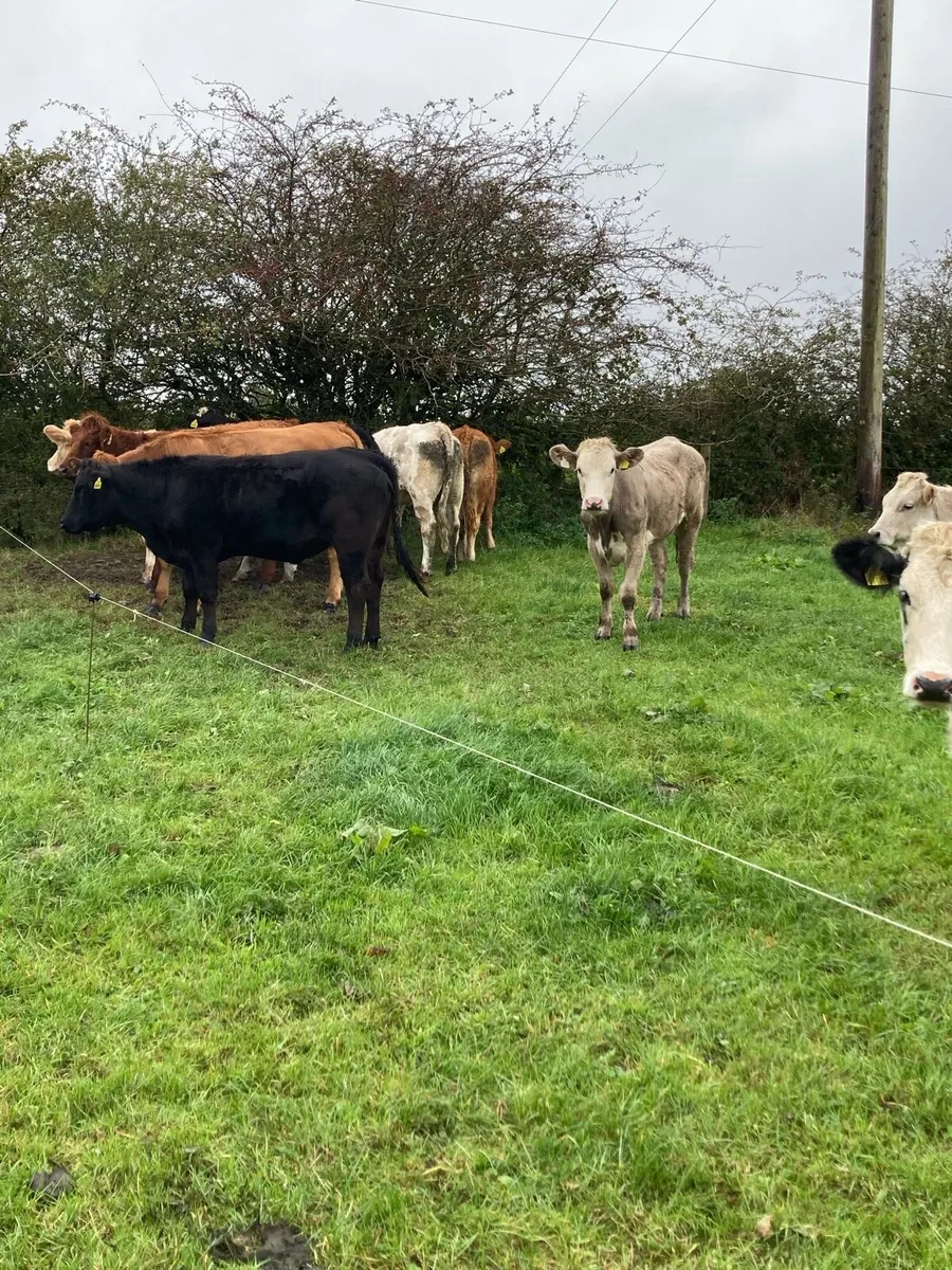 *10  Heifers* - Image 4