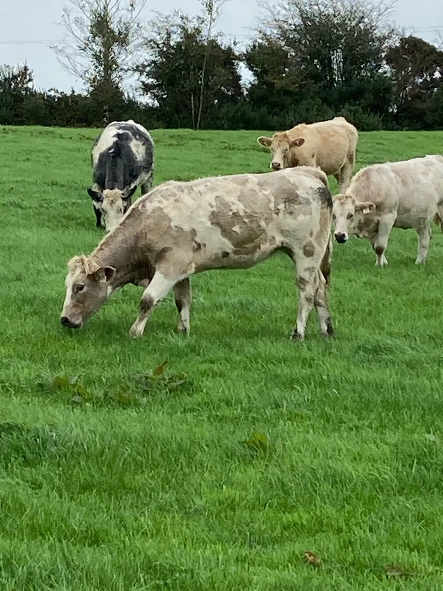 *10  Heifers* - Image 3