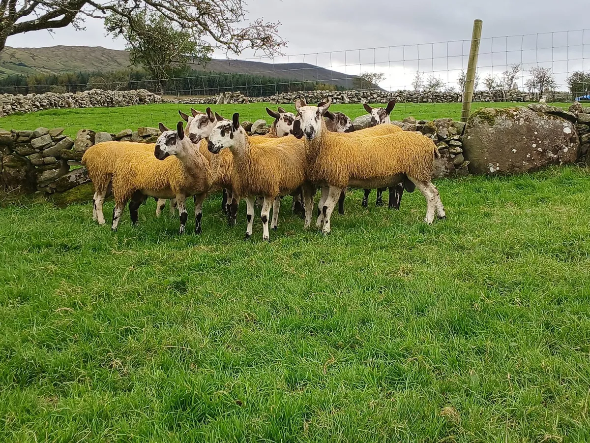 LEICESTER RAM LAMBS - Image 3