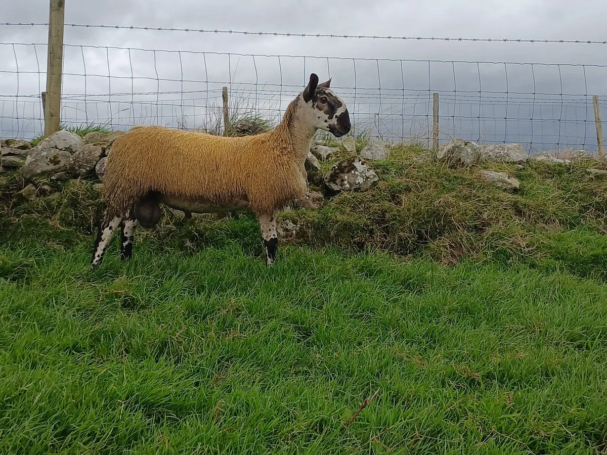 LEICESTER RAM LAMBS - Image 4