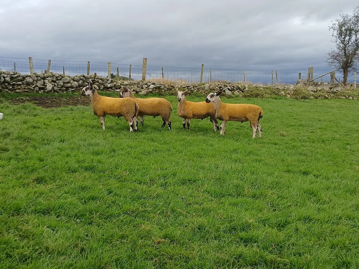 LEICESTER RAM LAMBS - Image 2