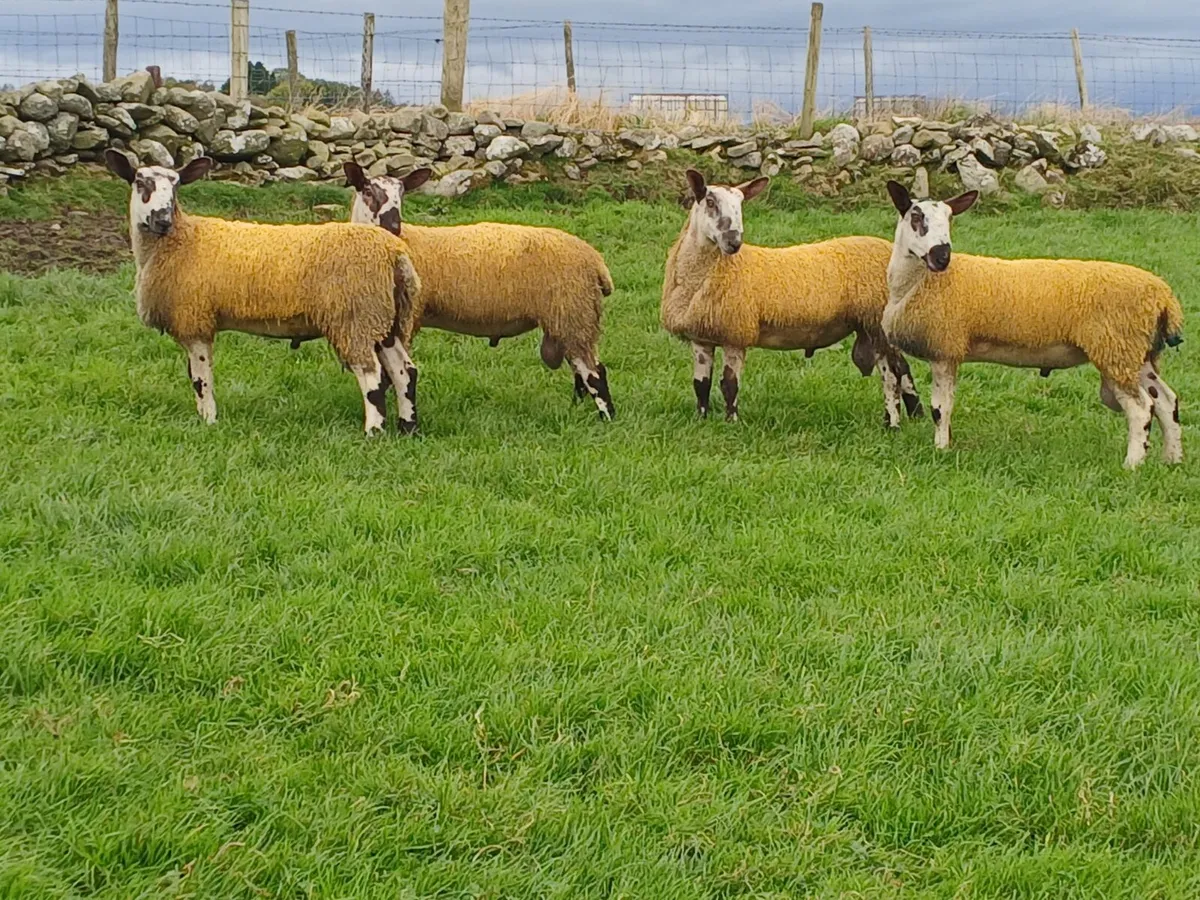 LEICESTER RAM LAMBS - Image 1