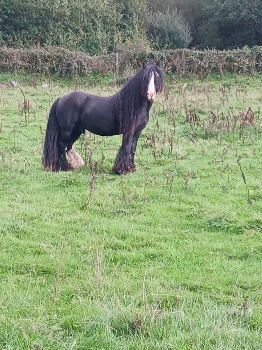 Heavy..Stallion - Image 1