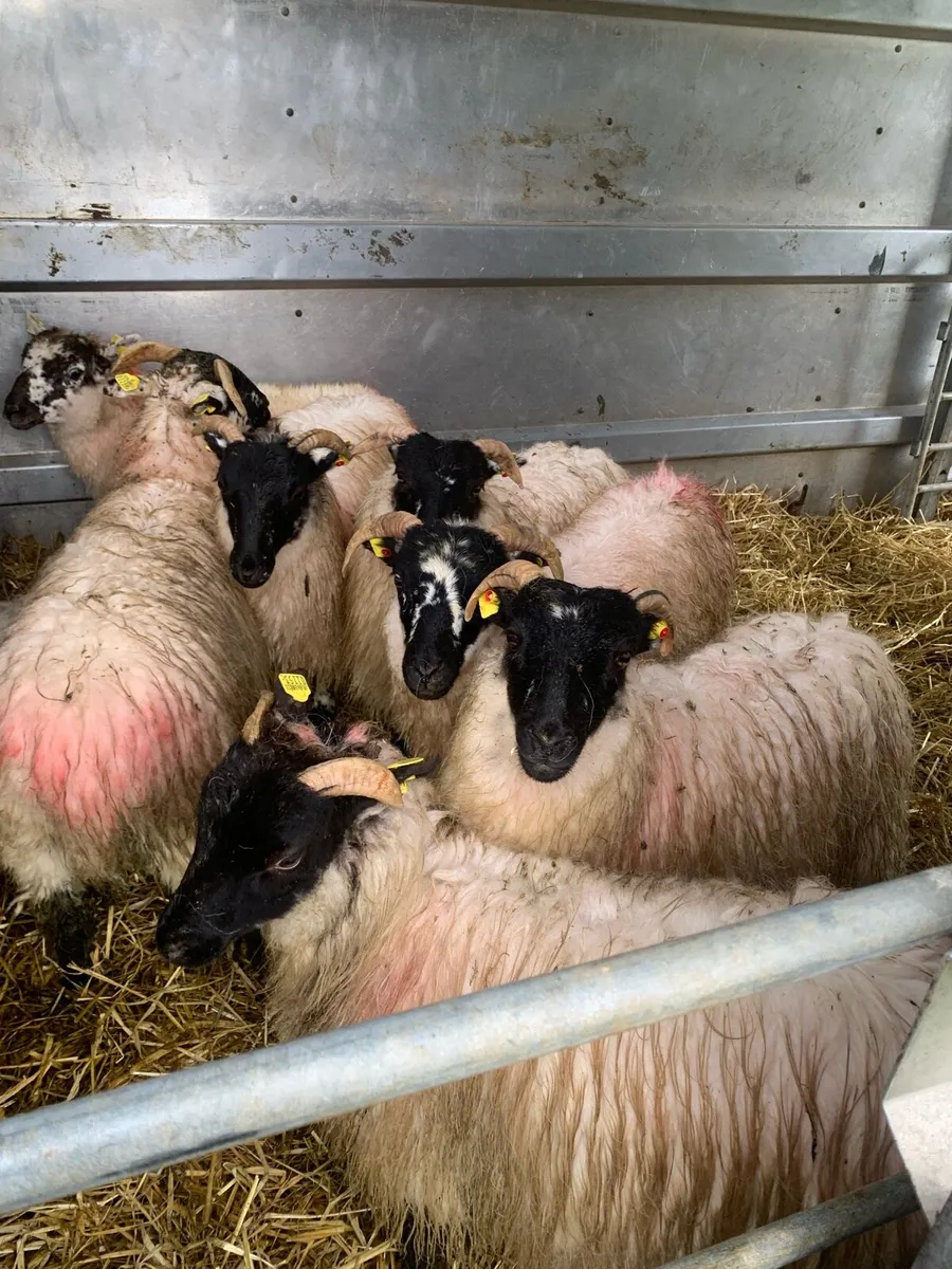 ⭐ 9 Blackface ewe lambs ⭐ - Image 1