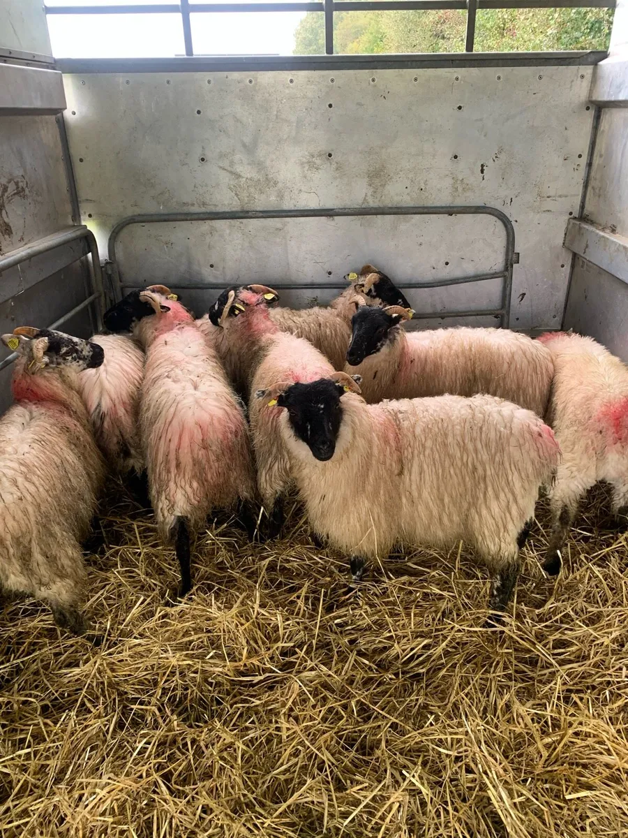 ⭐ 9 Blackface ewe lambs ⭐ - Image 2