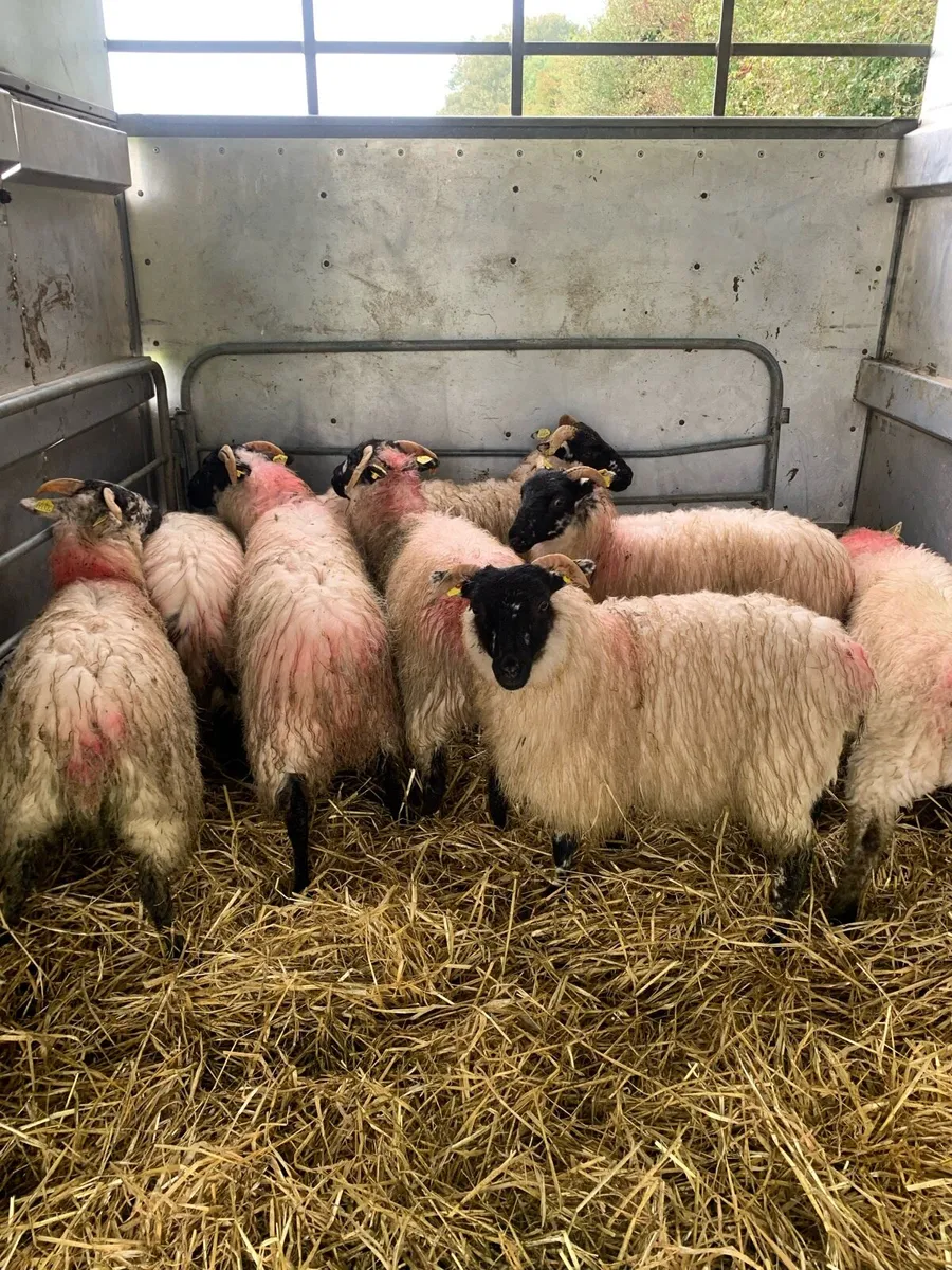 ⭐ 9 Blackface ewe lambs ⭐ - Image 3