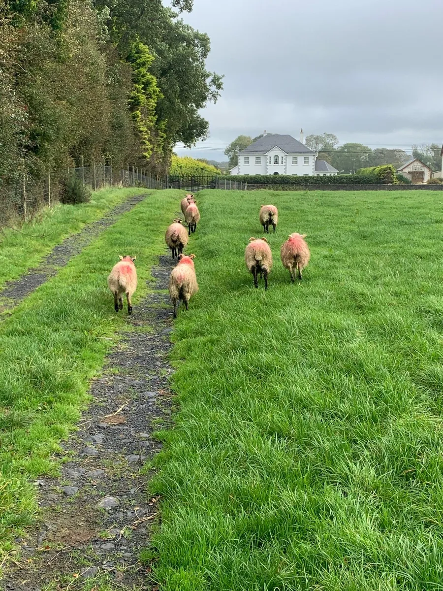 ⭐ 9 Blackface ewe lambs ⭐ - Image 4