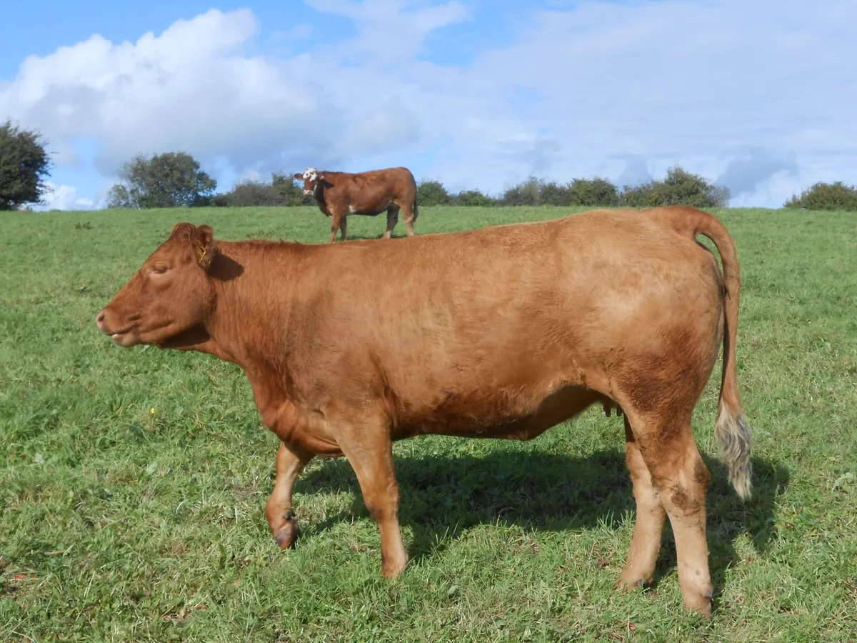 22 in calf Sim X Lim X heifers in Elphin Mart - Image 3