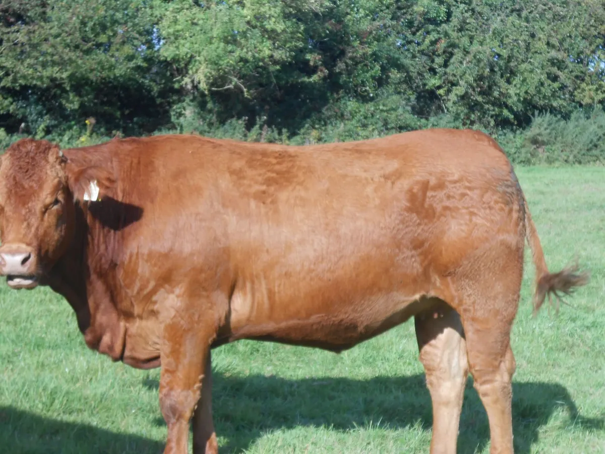 22 in calf Sim X Lim X heifers in Elphin Mart - Image 4