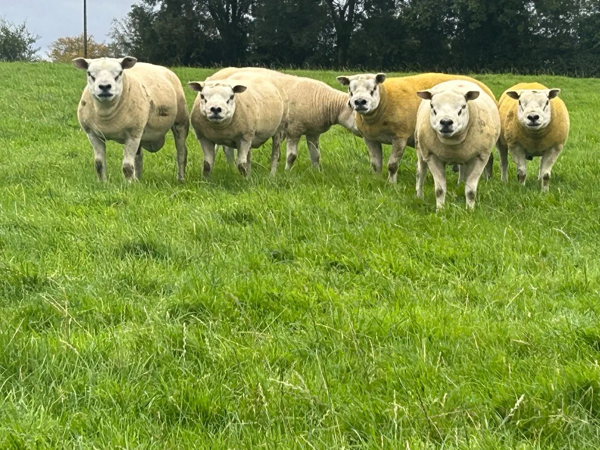 Texel Shearlings