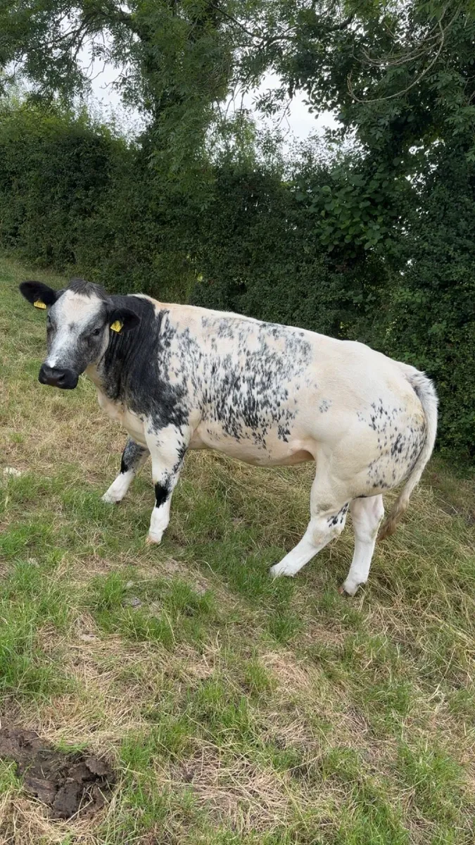 Pedigree Blue heifer - Image 2