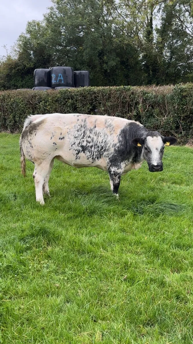 Pedigree Blue heifer - Image 1
