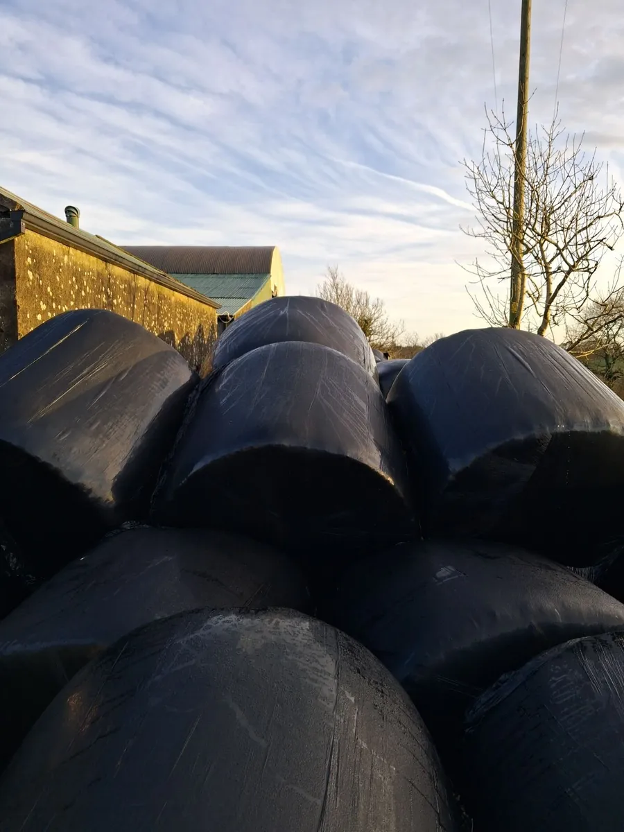 Round Bales of Silage - Image 1