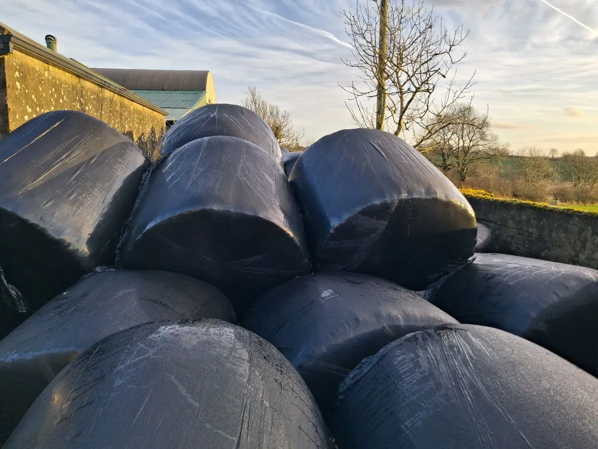 Round Bales of Silage - Image 2