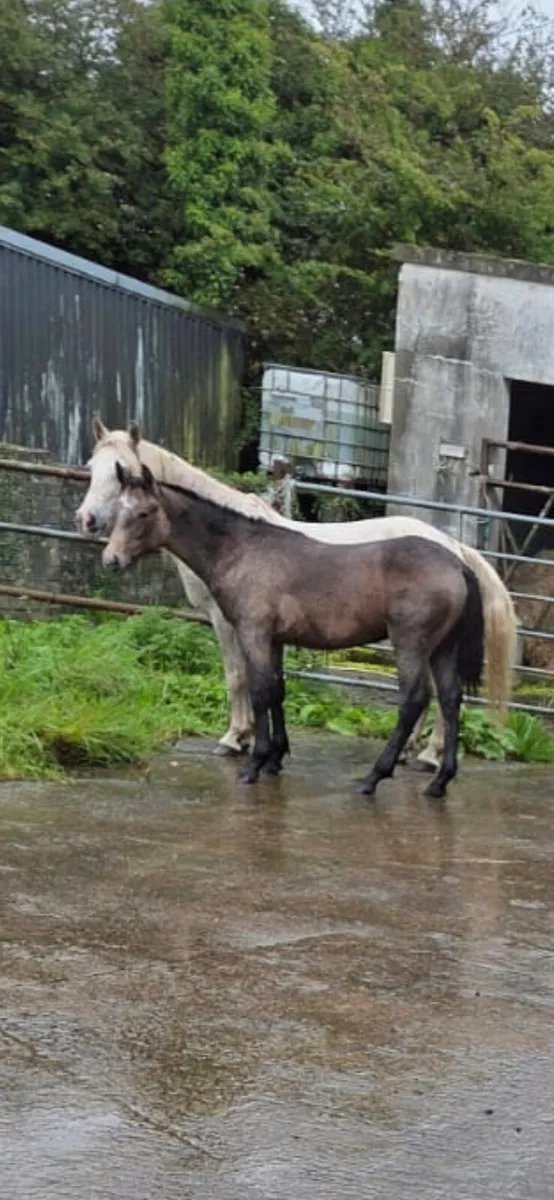 Filly foal - Image 1