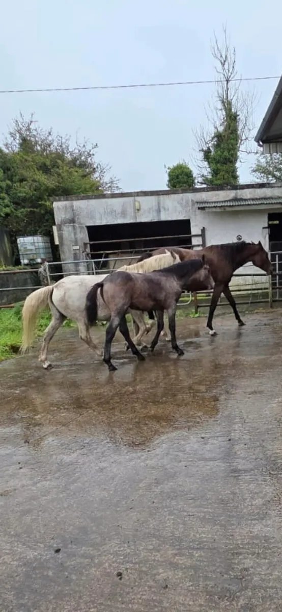 Filly foal - Image 2