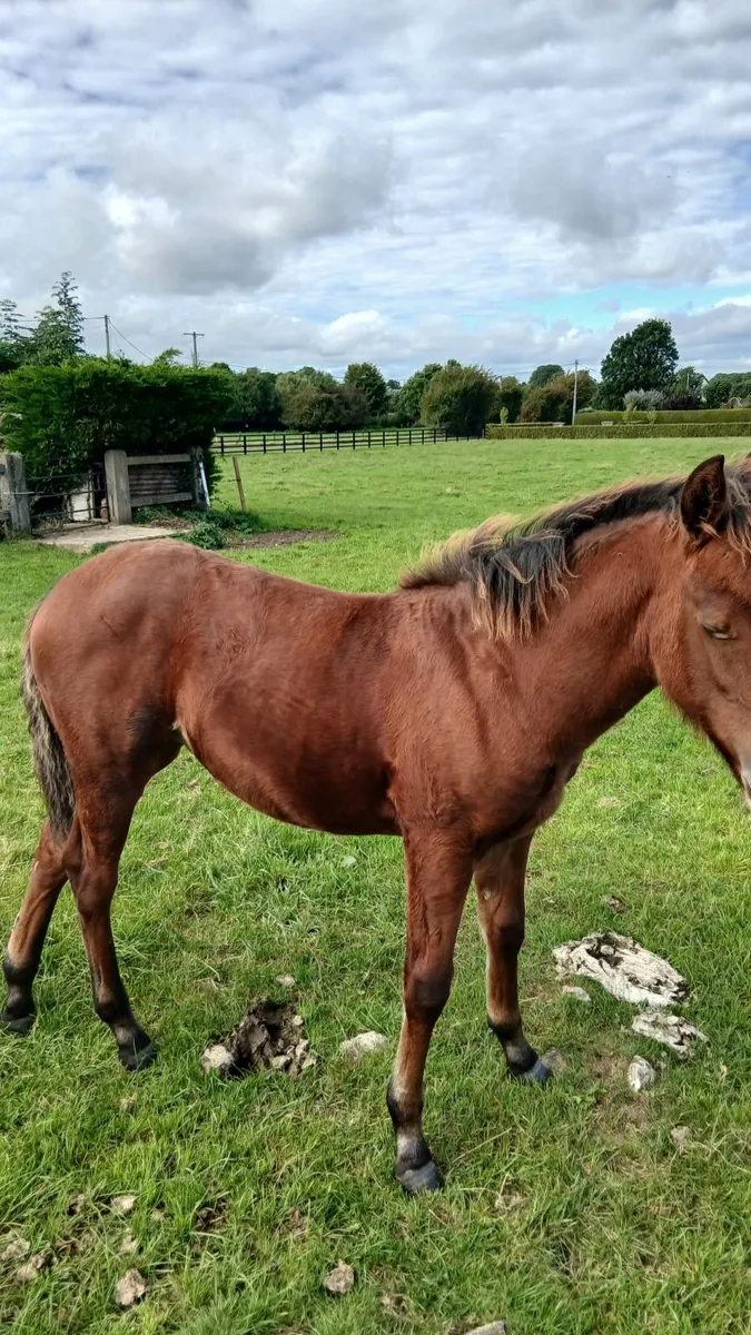 Gwennic filly foal - Image 2