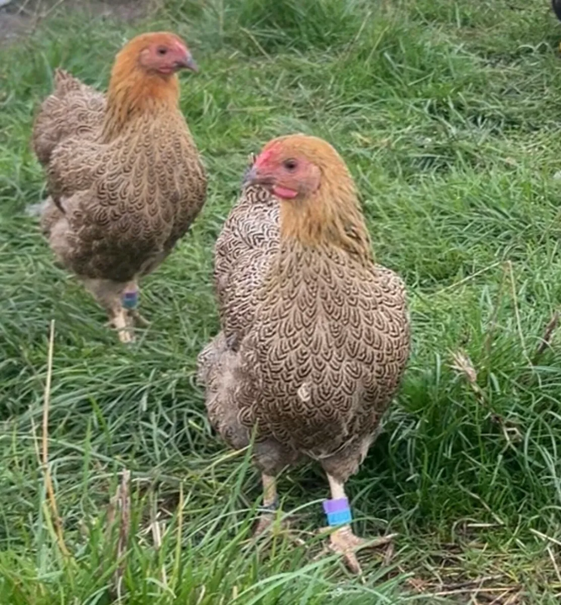 Wyandotte Bantam Pullets - Image 1
