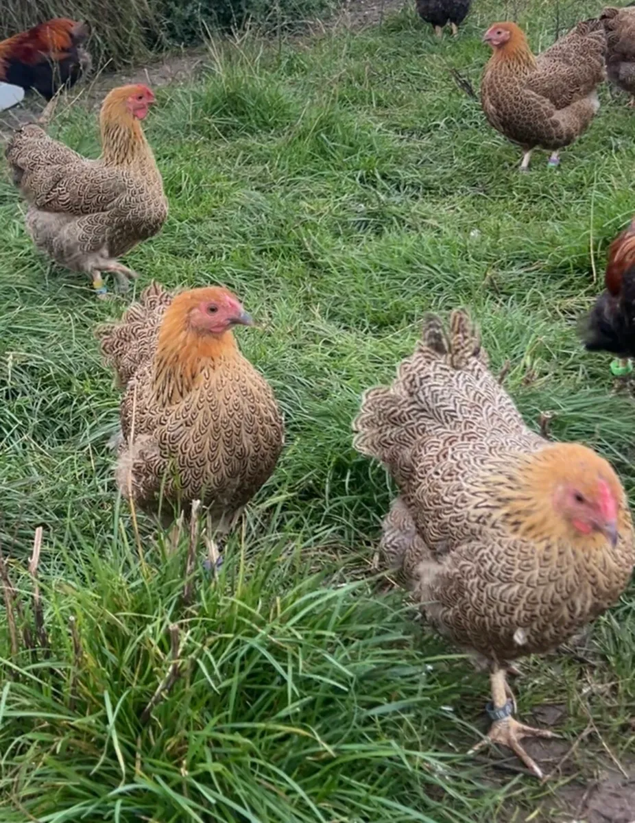 Wyandotte Bantam Pullets - Image 2