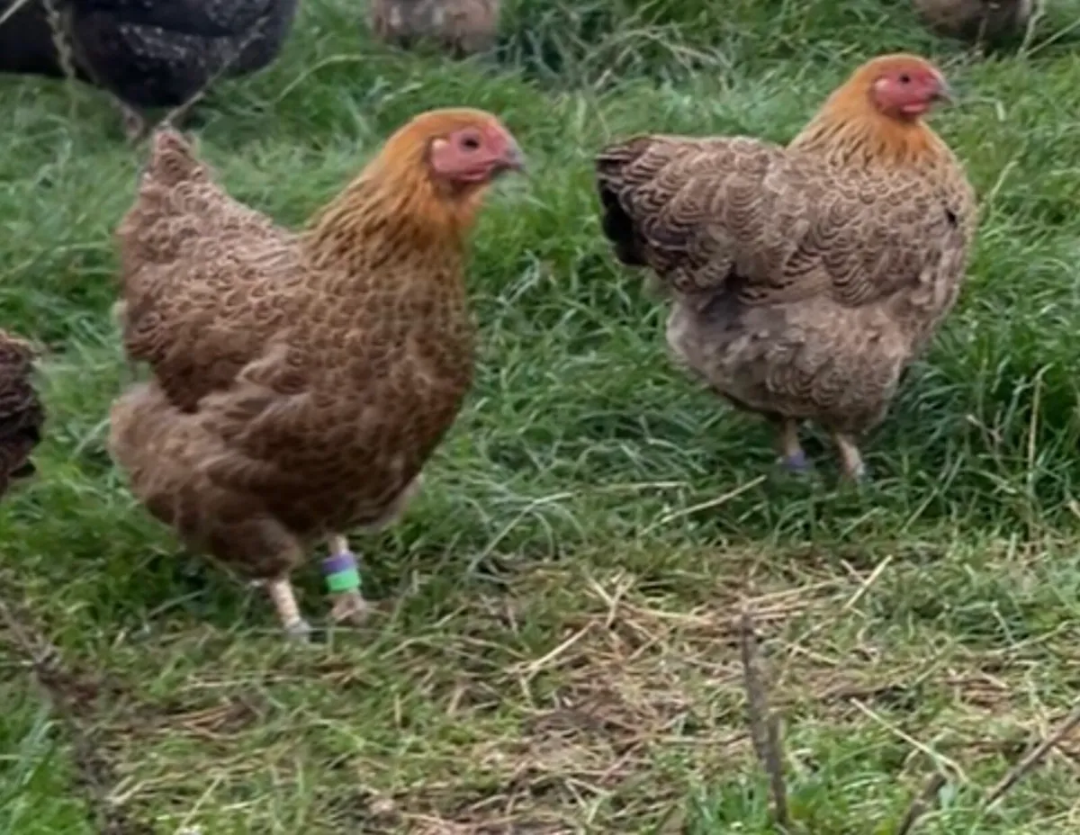Wyandotte Bantam Pullets - Image 3