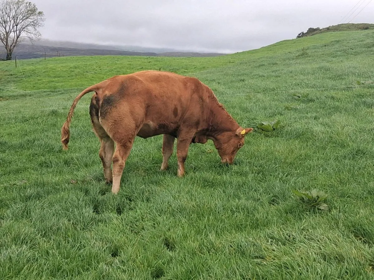 ⭐️⭐️ Kenmare Mart In Calf Heifer Sale⭐️⭐️ - Image 2
