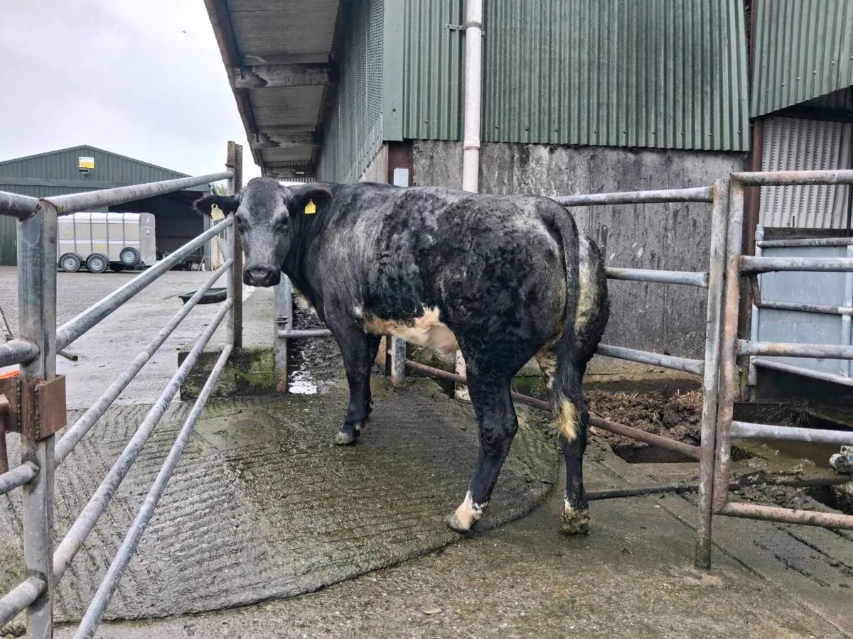 ⭐️⭐️ Kenmare Mart In Calf Heifer Sale⭐️⭐️ - Image 1