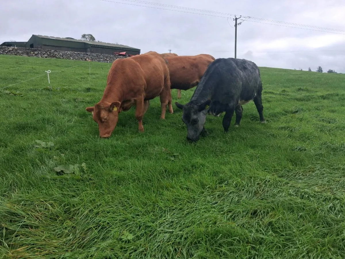 ⭐️⭐️ Kenmare Mart In Calf Heifer Sale⭐️⭐️ - Image 3