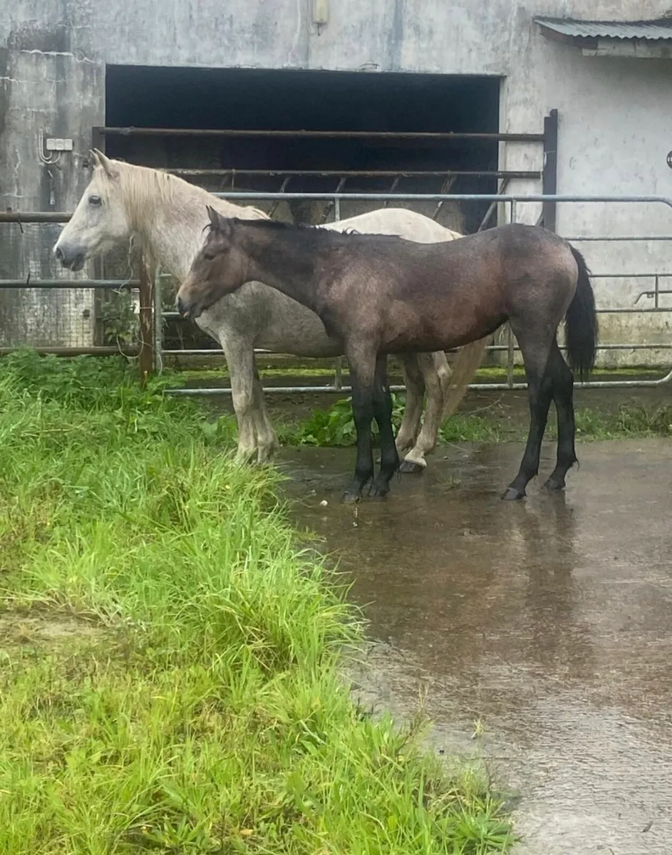 Filly foal - Image 3