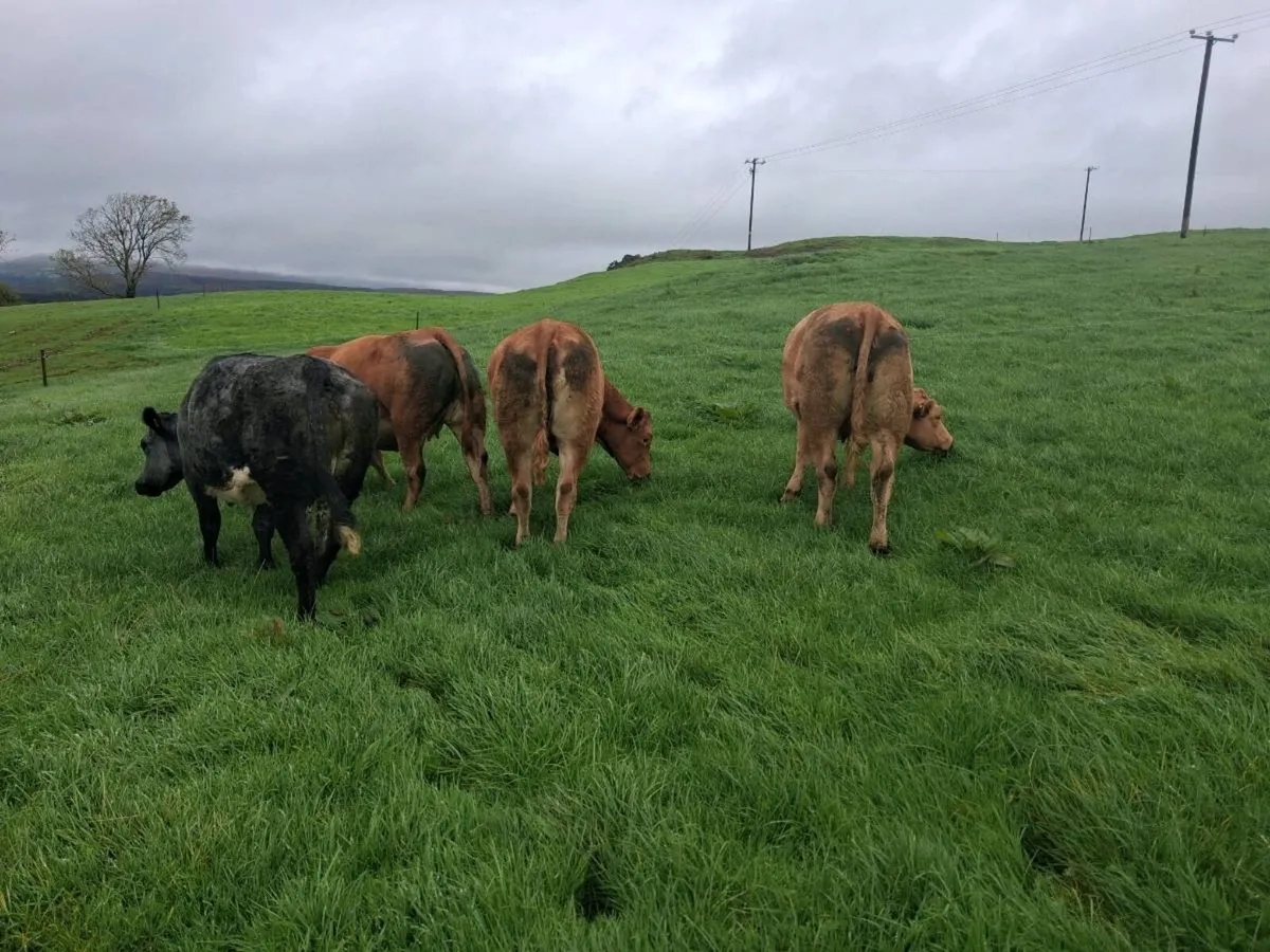 ⭐️⭐️ Kenmare Mart In Calf Heifer Sale⭐️⭐️ - Image 4