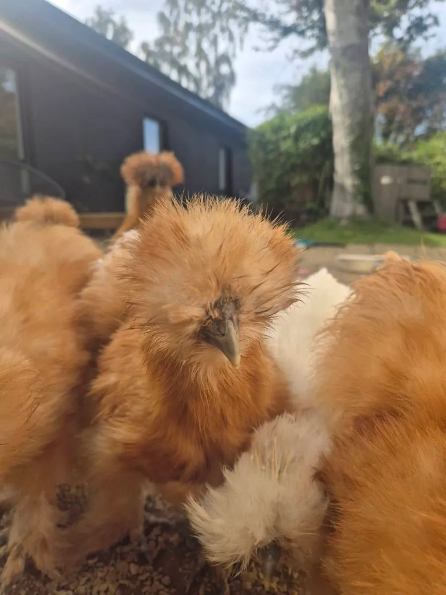 Silkie roosters - Image 3