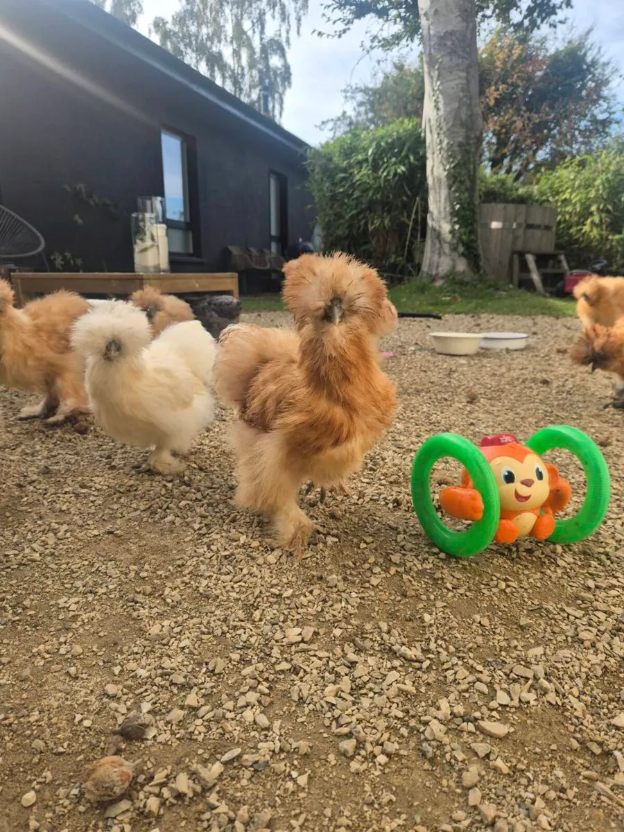 Silkie roosters - Image 4