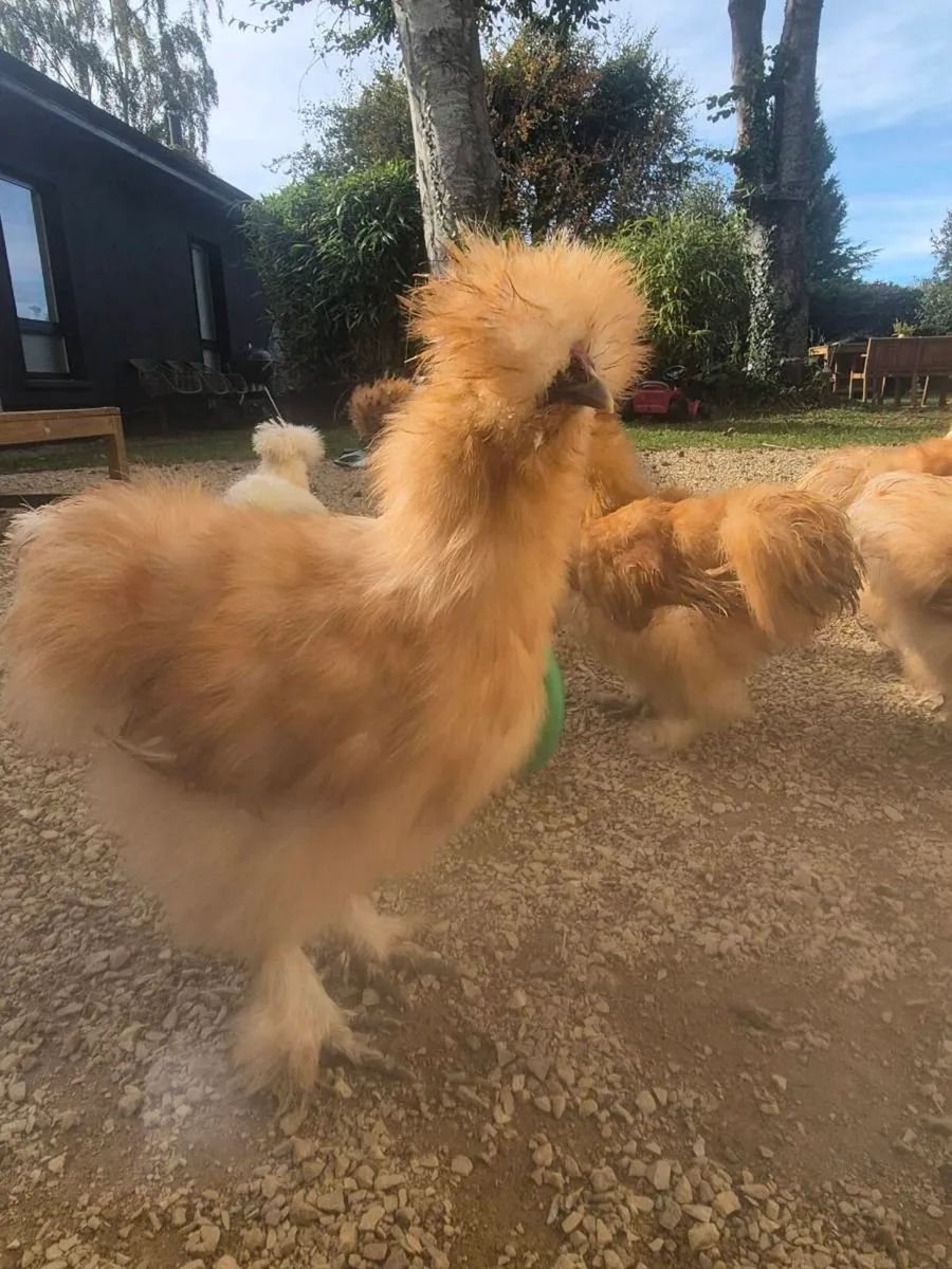 Silkie roosters - Image 1