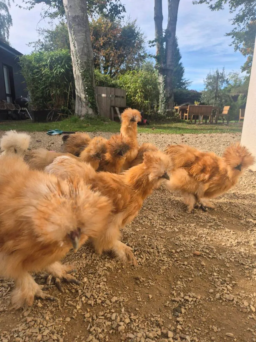 Silkie roosters - Image 2