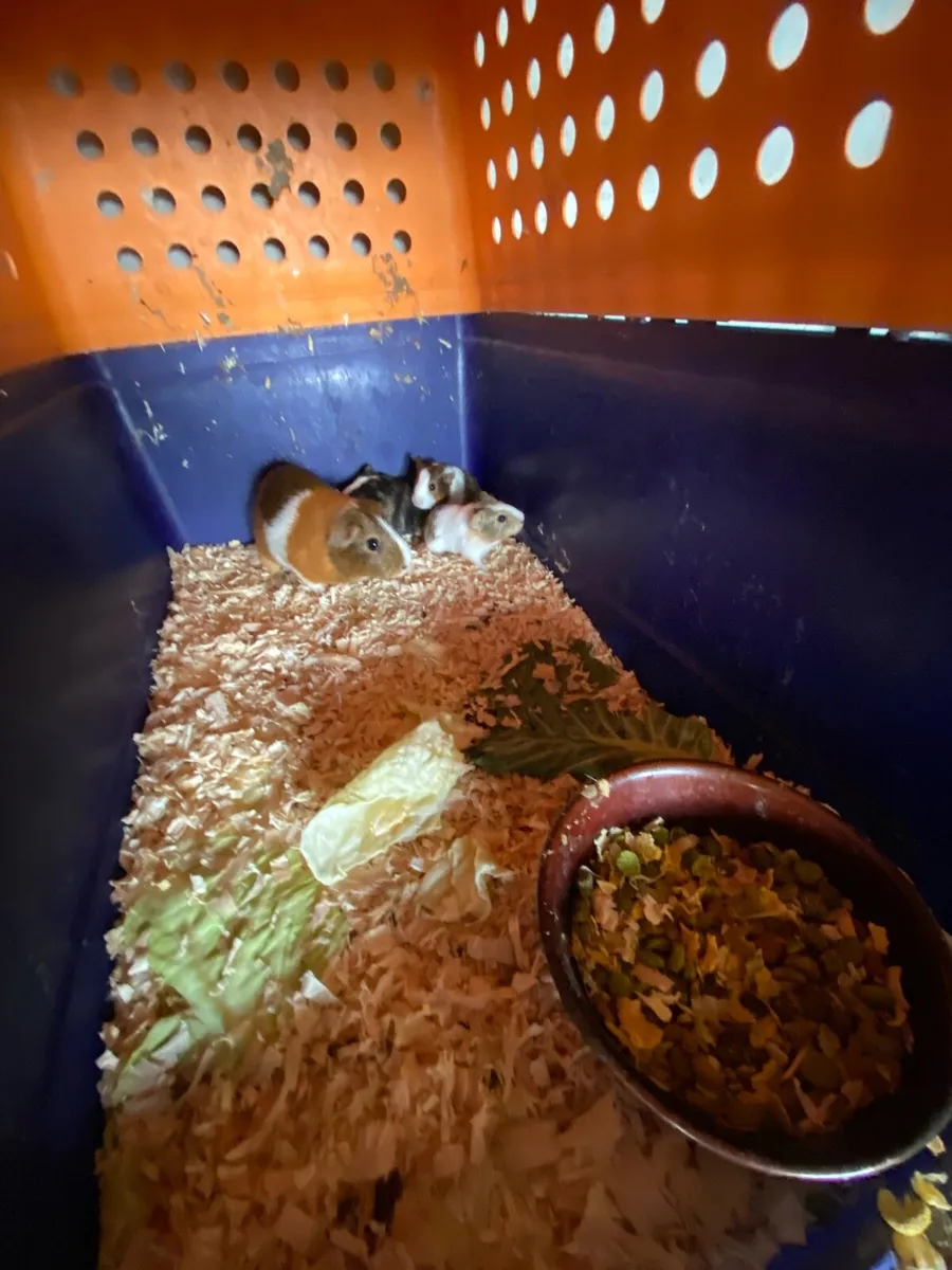 Guinea pigs - Image 1