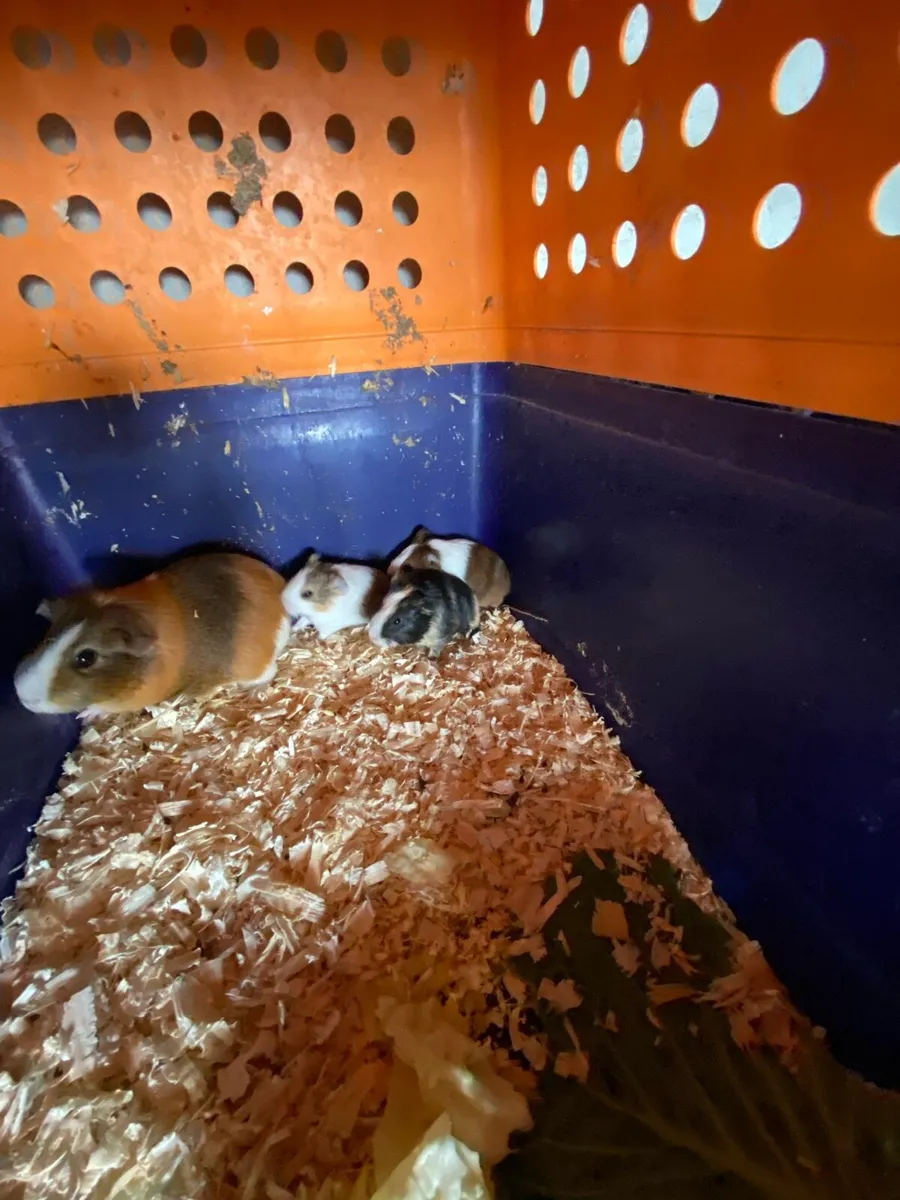 Guinea pigs - Image 2