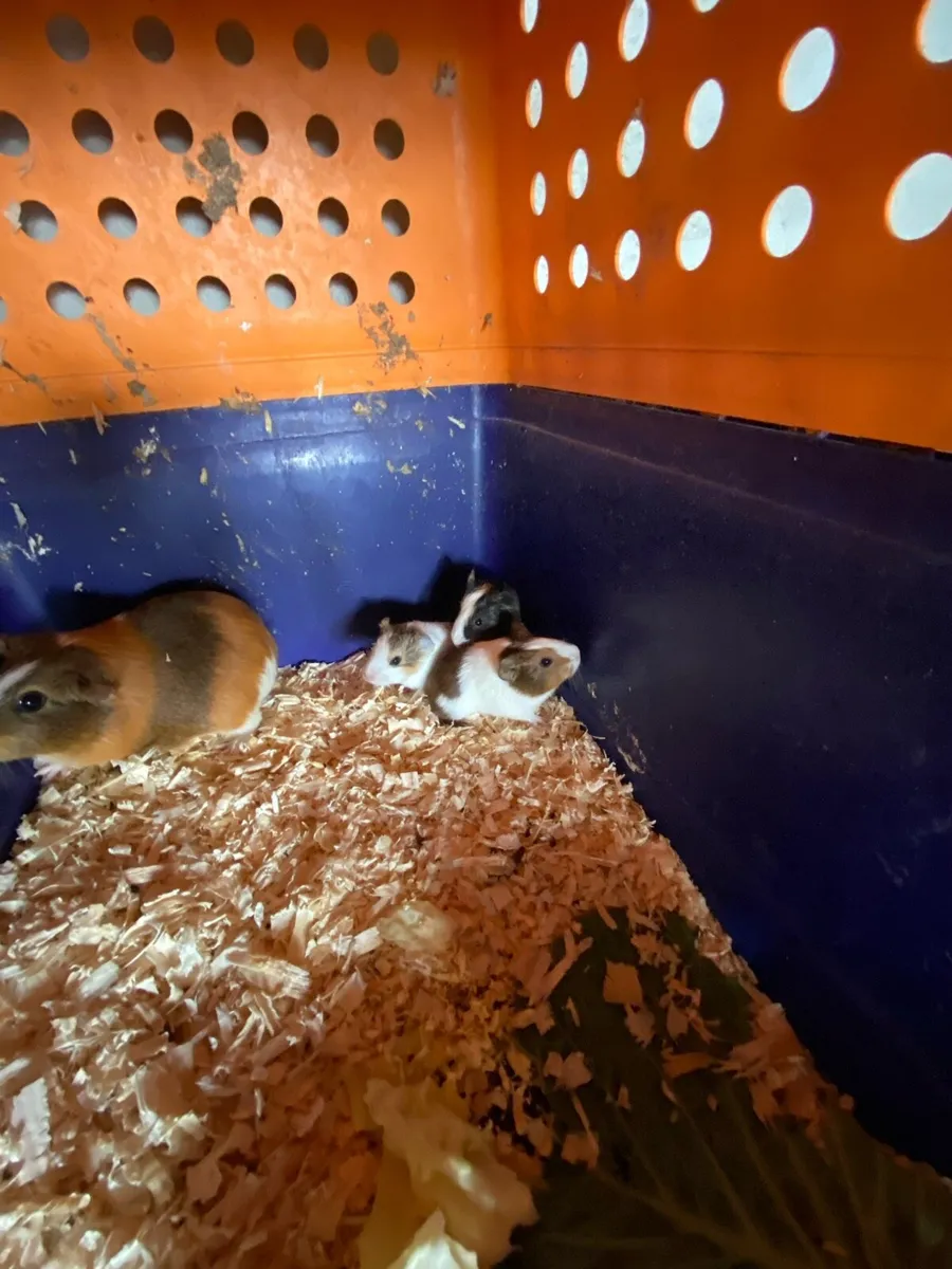 Guinea pigs - Image 3