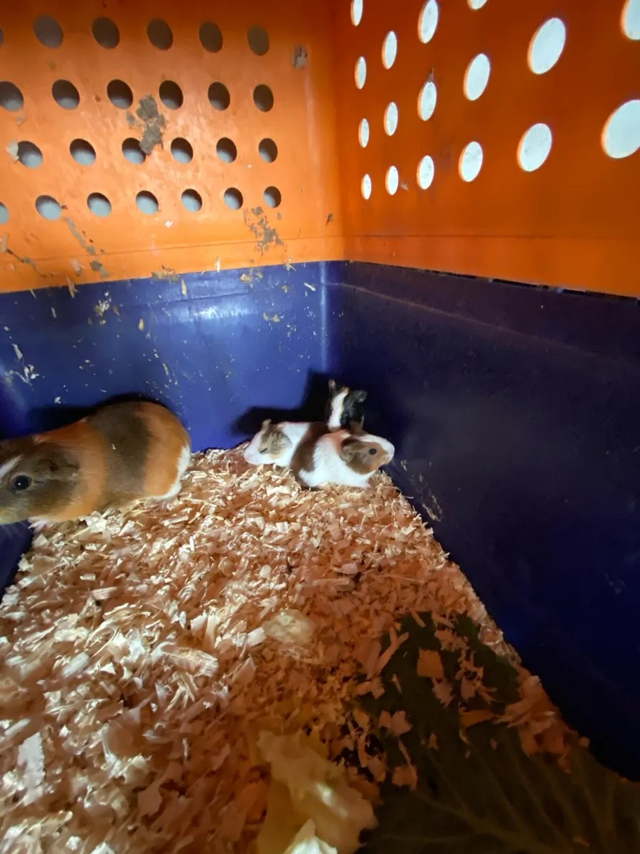 Guinea pigs - Image 4