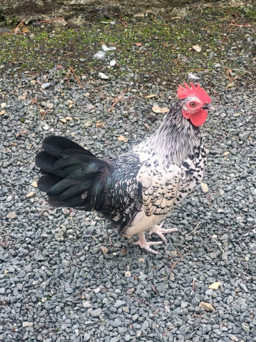 Roosters - Image 1