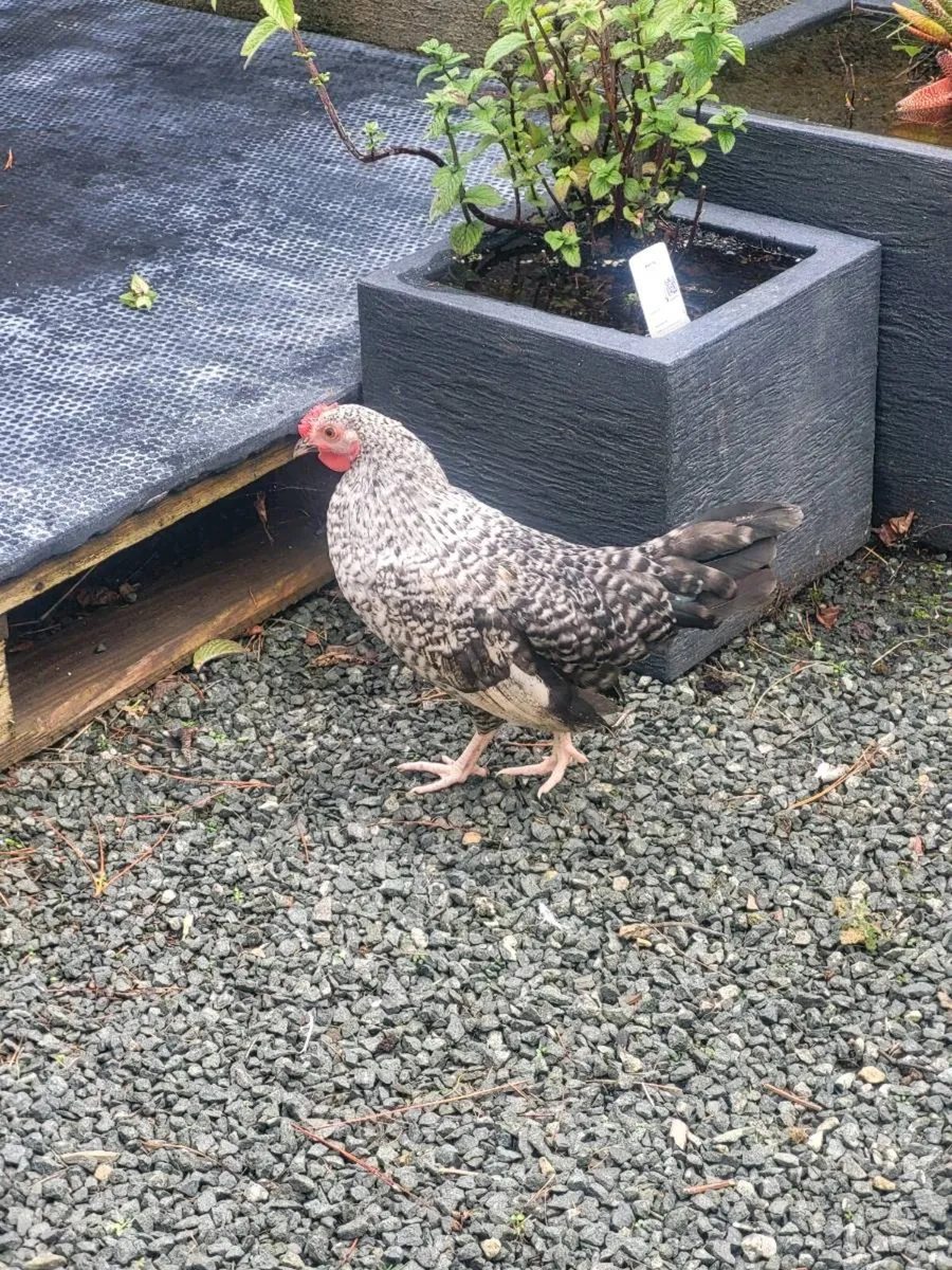 Roosters - Image 3