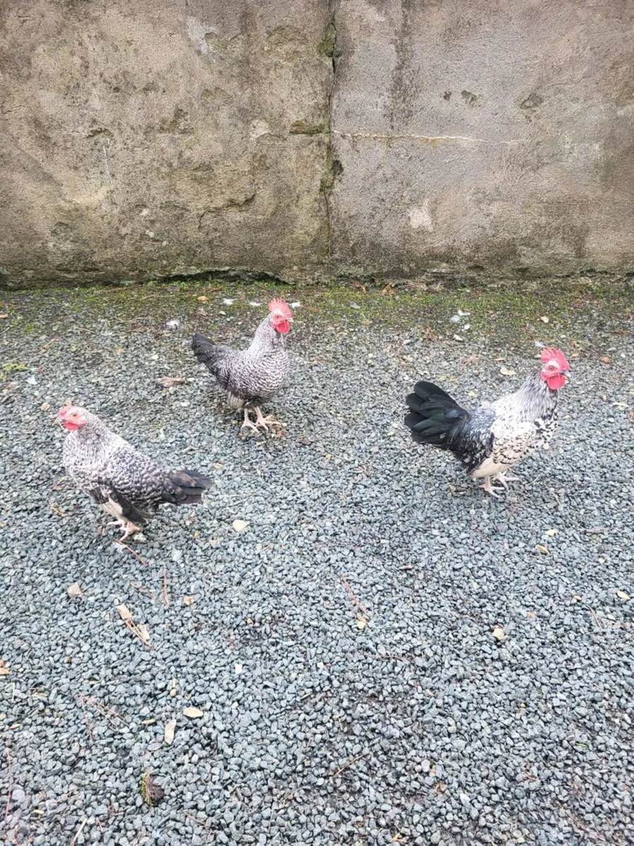 Roosters - Image 4