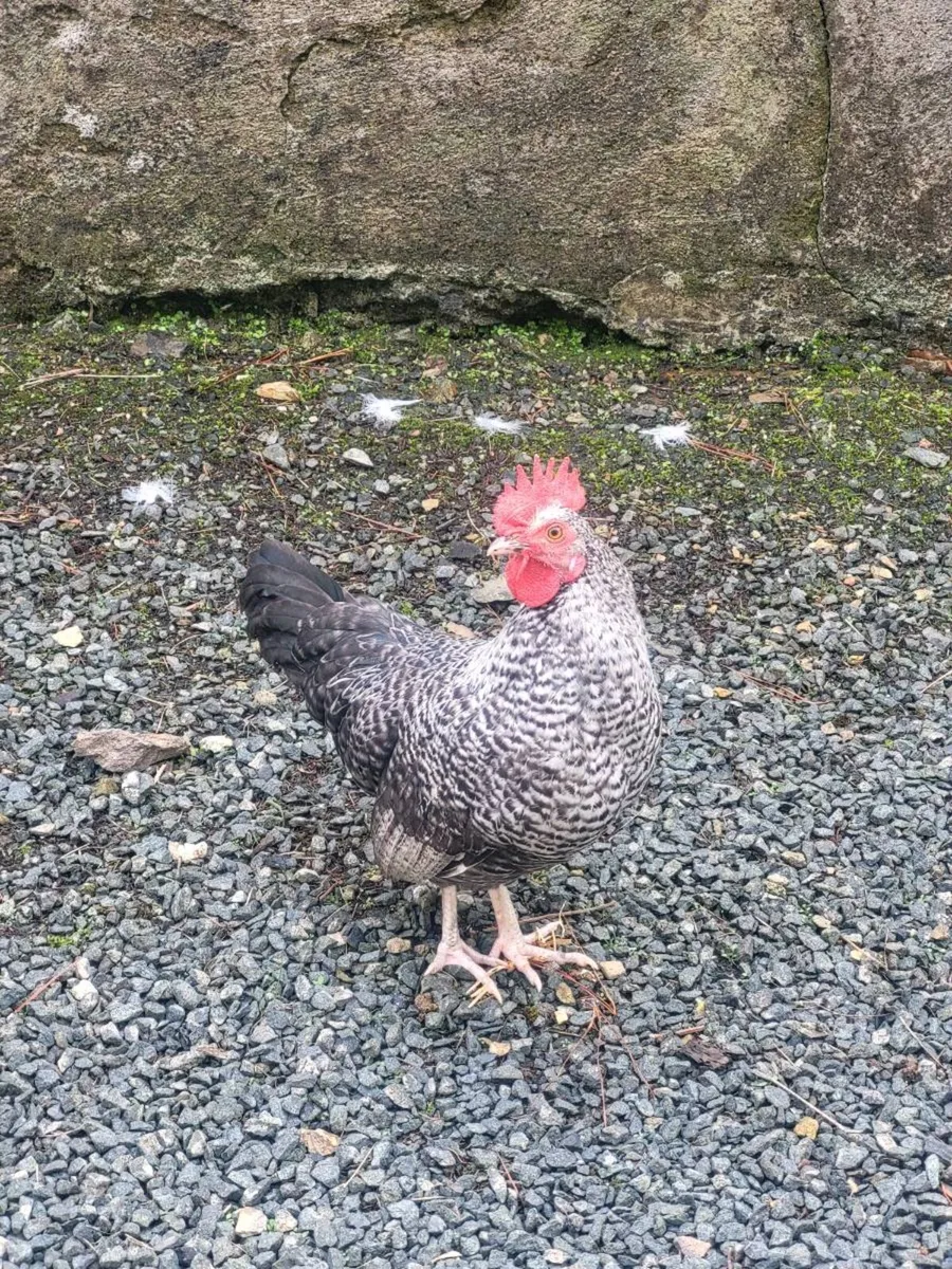 Roosters - Image 2