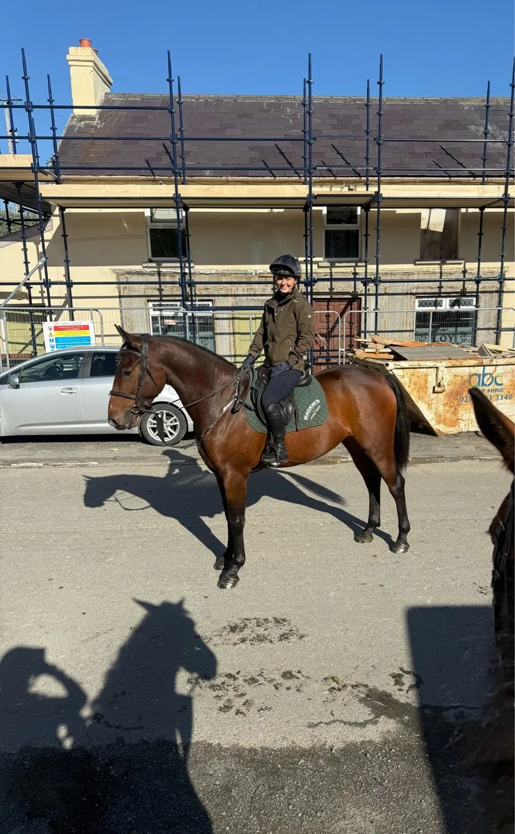 4year old Gelding - Image 1