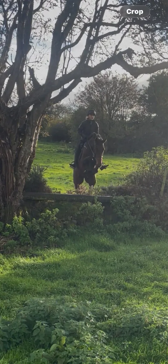 4year old Gelding - Image 2