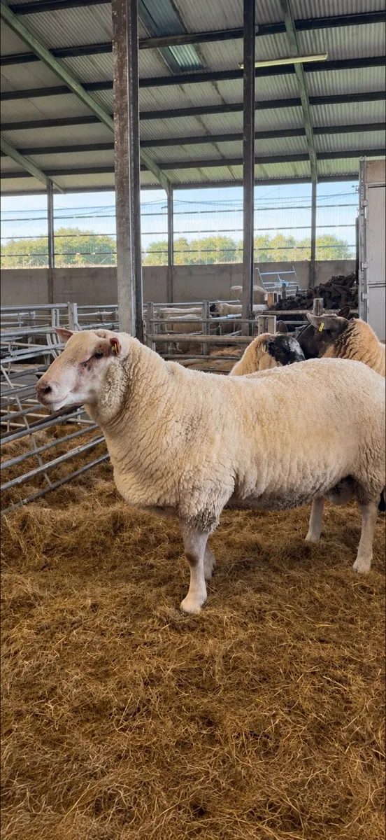 Pedigree Registered Charollais Hogget Ram - Image 1