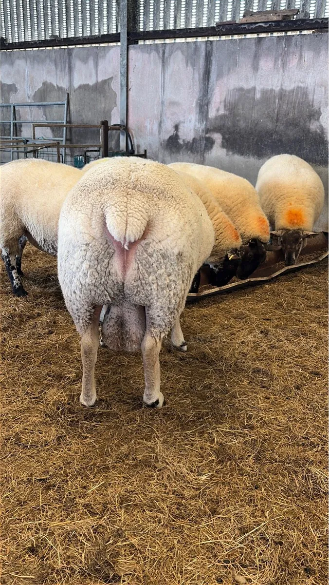 Pedigree Registered Charollais Hogget Ram - Image 2