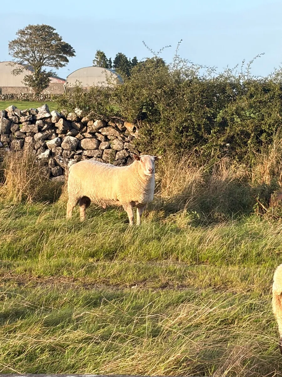 Pedigree Registered Charollais Hogget Ram - Image 3