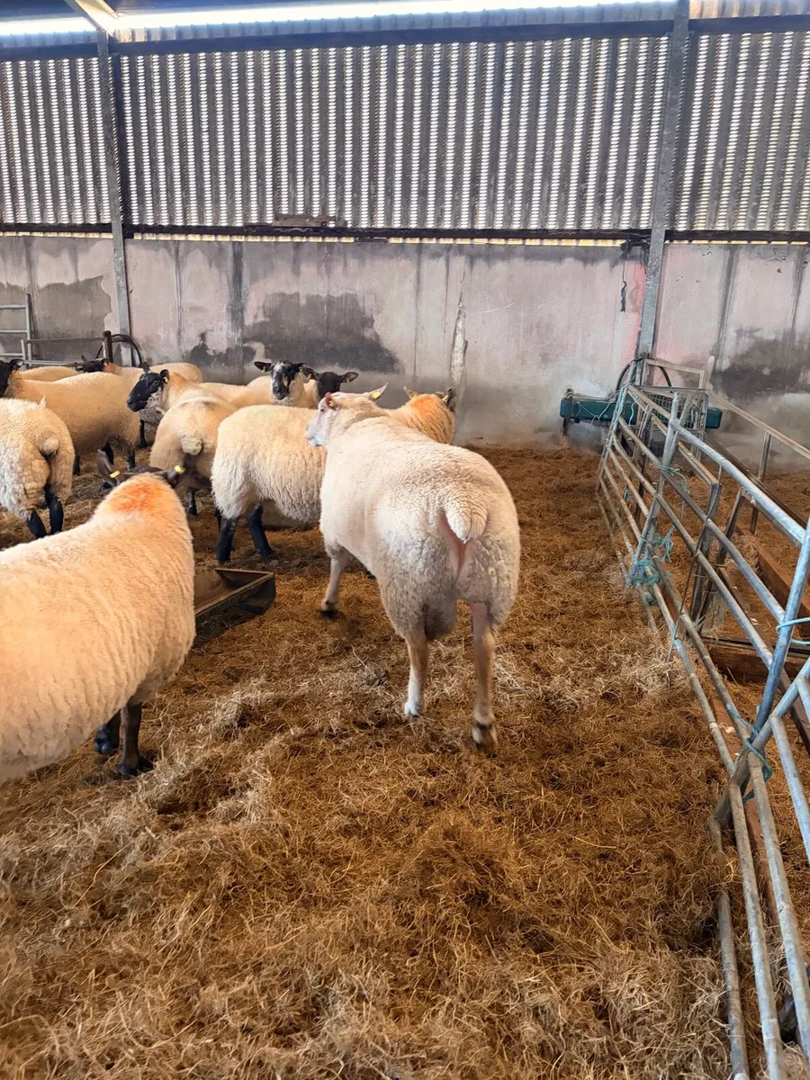 Pedigree Registered Charollais Hogget Ram - Image 4