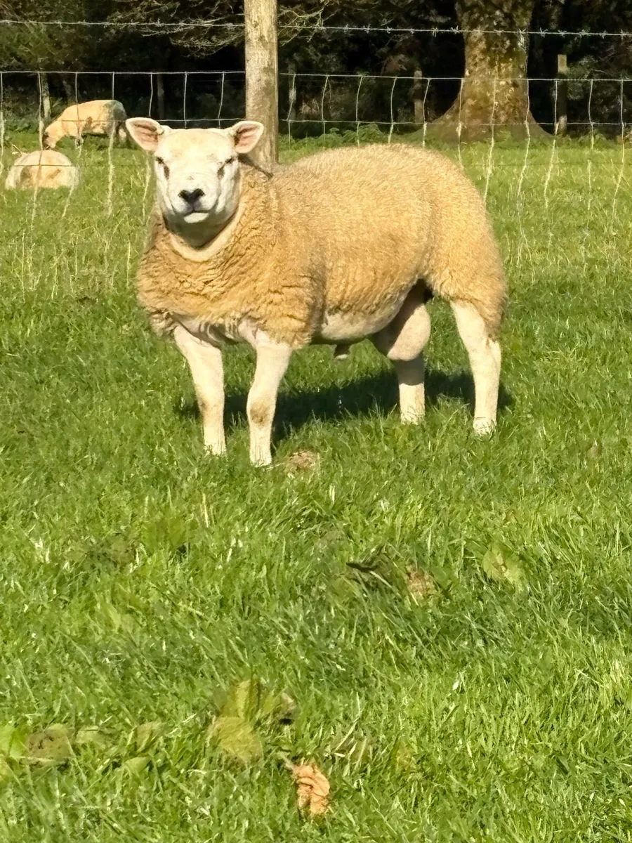 Pedigree Texel  ram lambs - Image 3