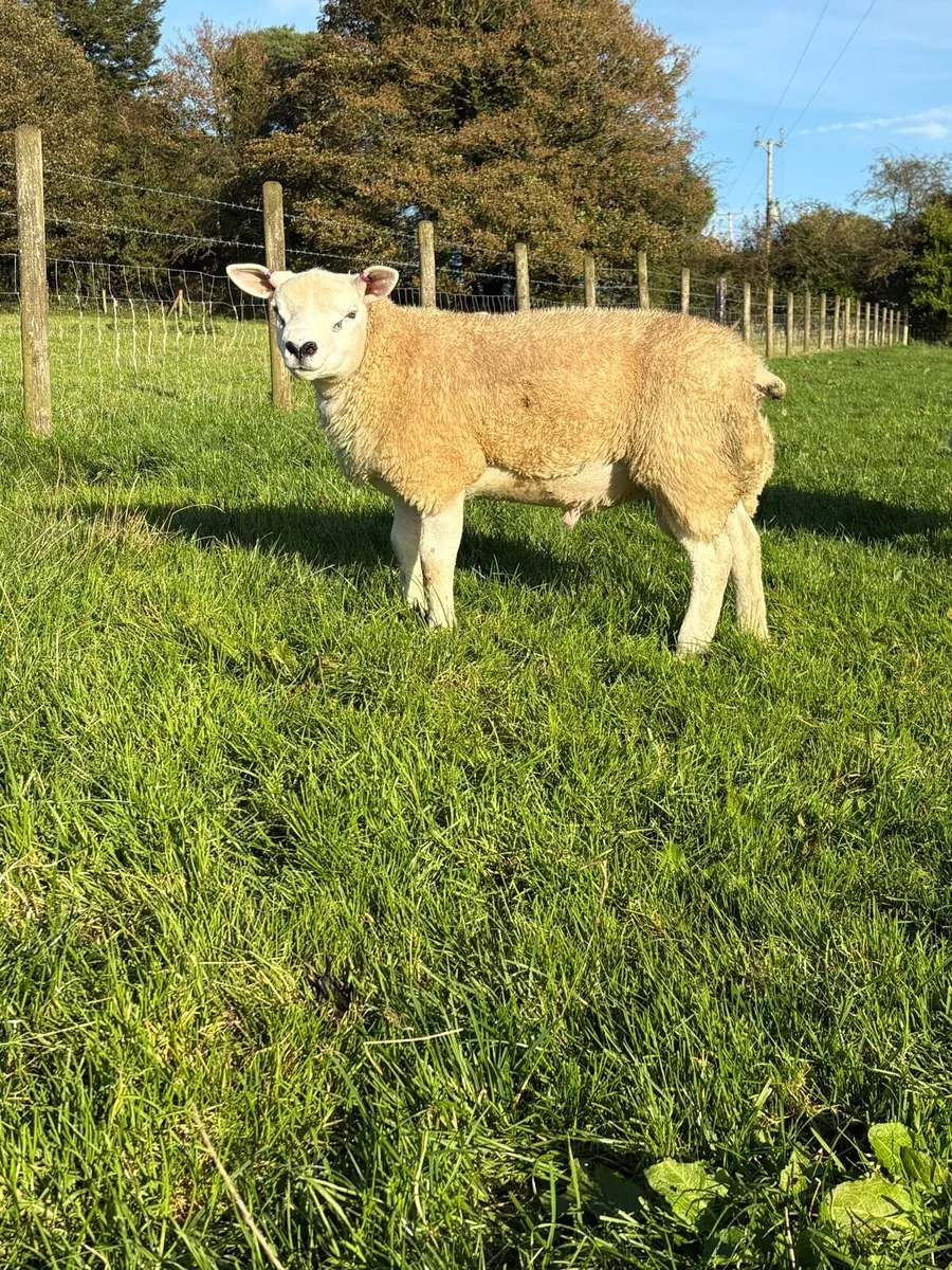 Pedigree Texel  ram lambs - Image 4